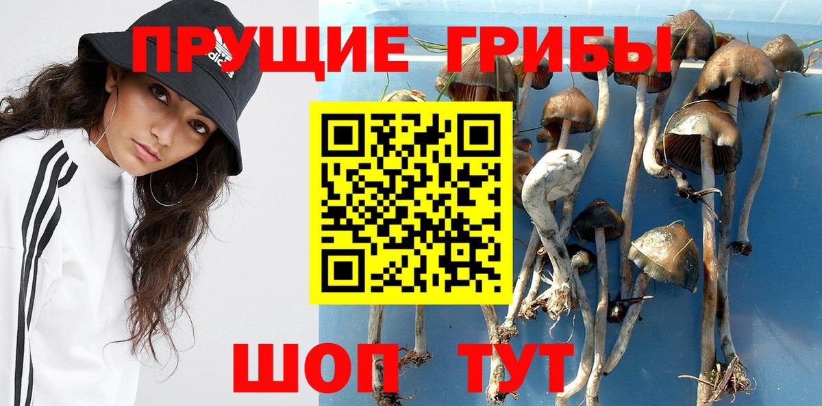 купить  цена  Галлюциногенные грибы Cubensis  Сухой Лог  Вход с VPN  Галлюциногенные грибы ЛСД 